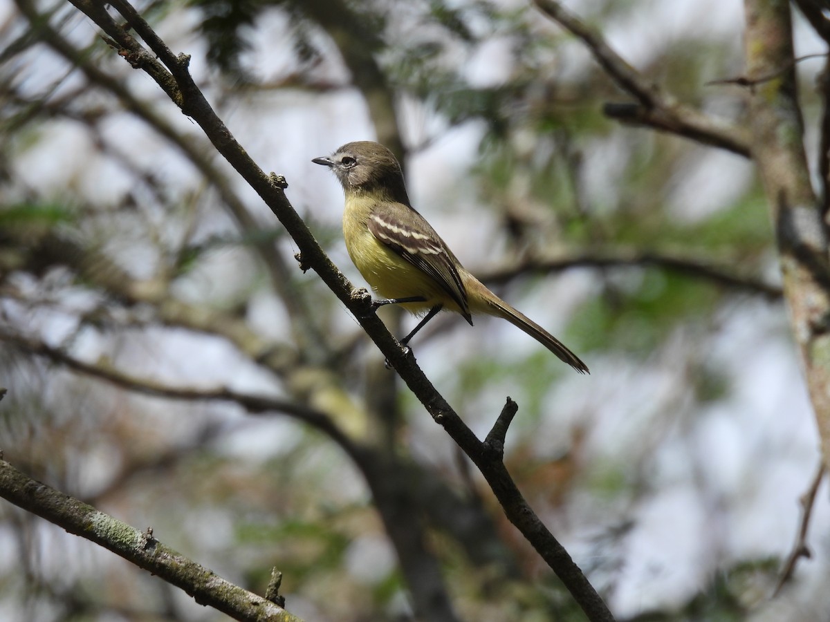 Pale-tipped Tyrannulet - ML411560071