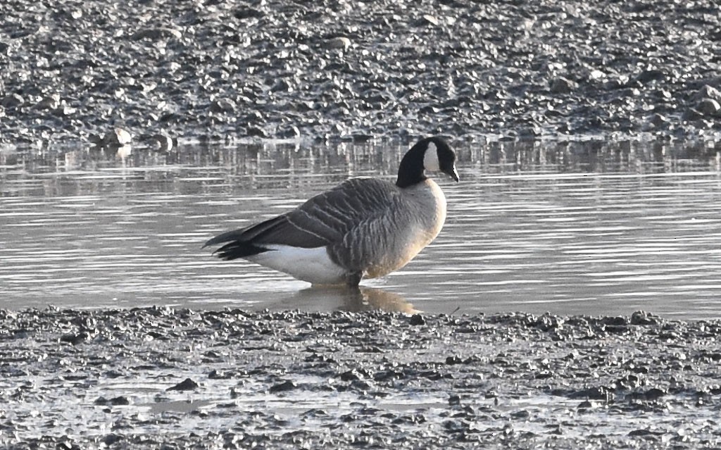 Cackling Goose - Anthony Vanderheyden