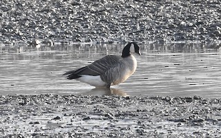 Cackling Goose, ML41156011
