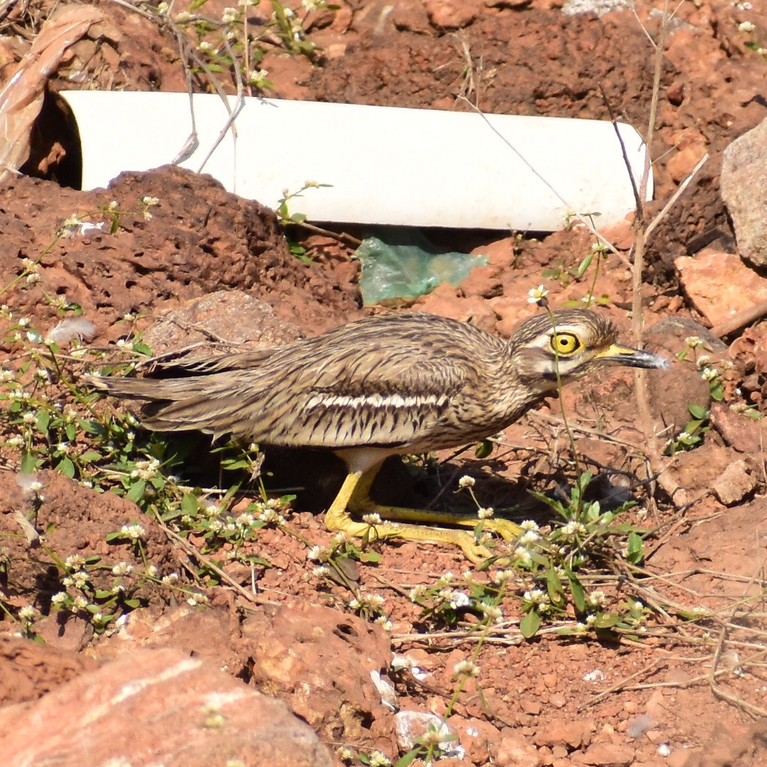 Indian Thick-knee - ML411560261