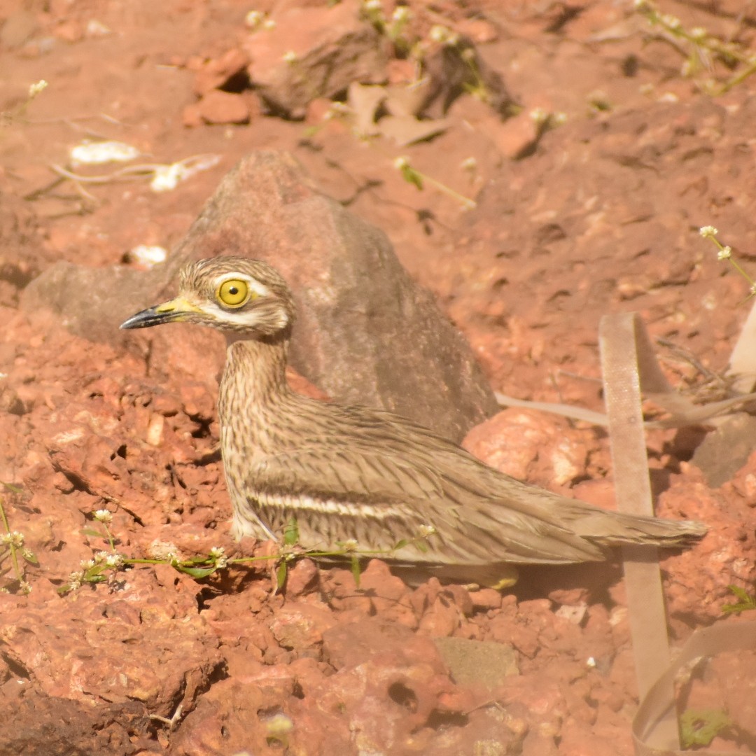 Indian Thick-knee - ML411560271