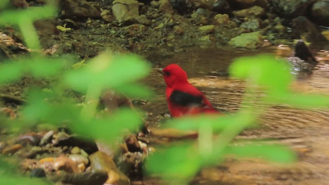 Scarlet Tanager - ML411561031