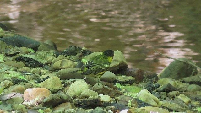 Cape May Warbler - ML411561071
