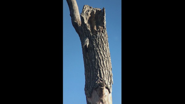 Ladder-backed Woodpecker - ML411561521