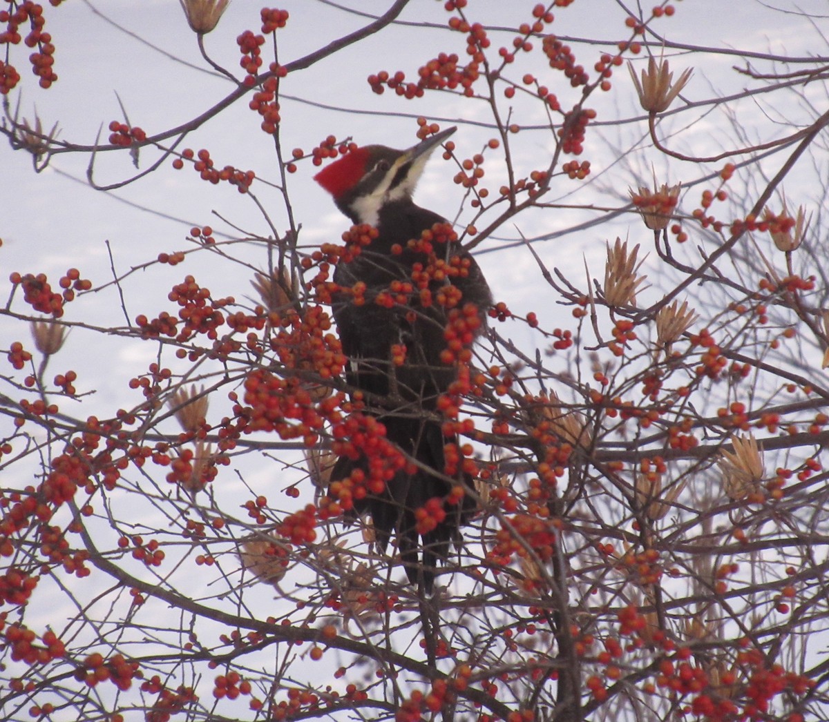 Pileated Woodpecker - ML411571391