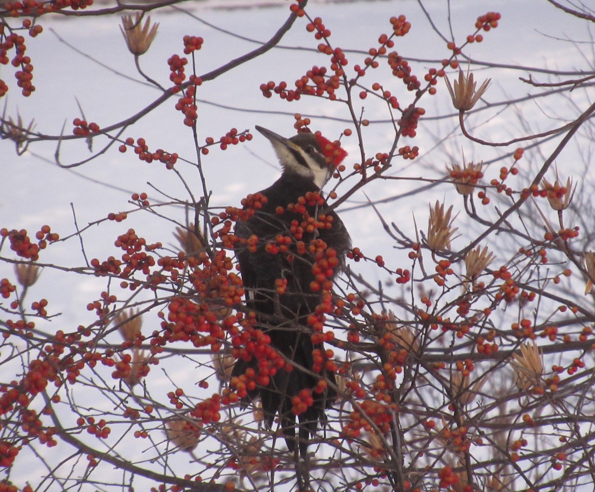 Pileated Woodpecker - ML411571411
