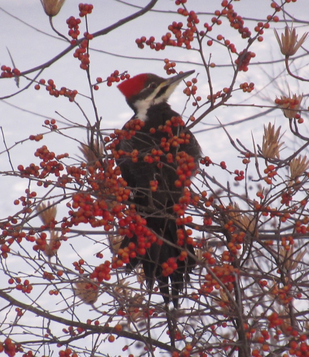 Pileated Woodpecker - Dennis Trapnell