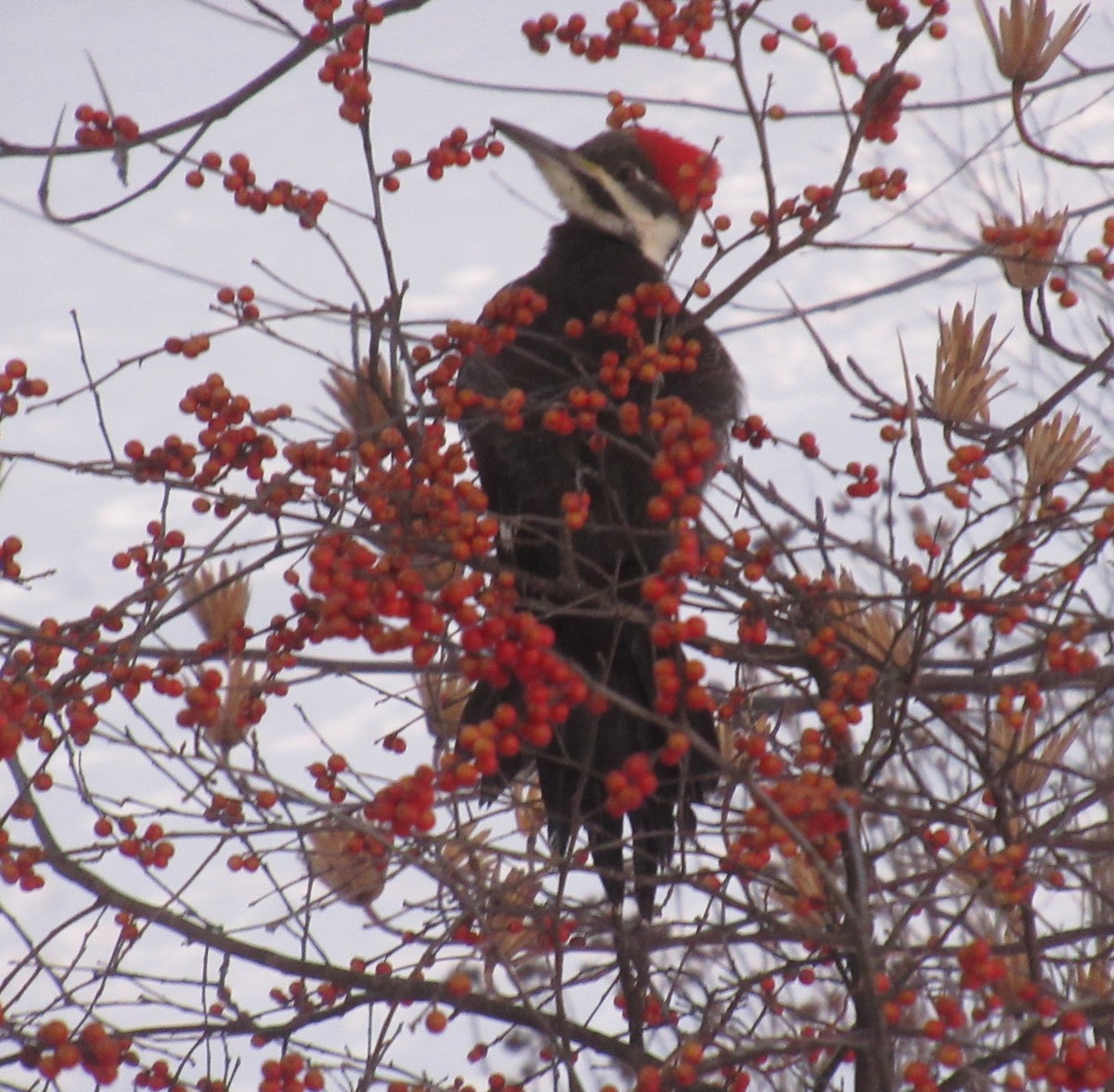 Pileated Woodpecker - Dennis Trapnell