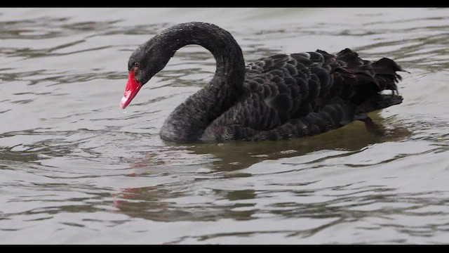 Black Swan - ML411575041