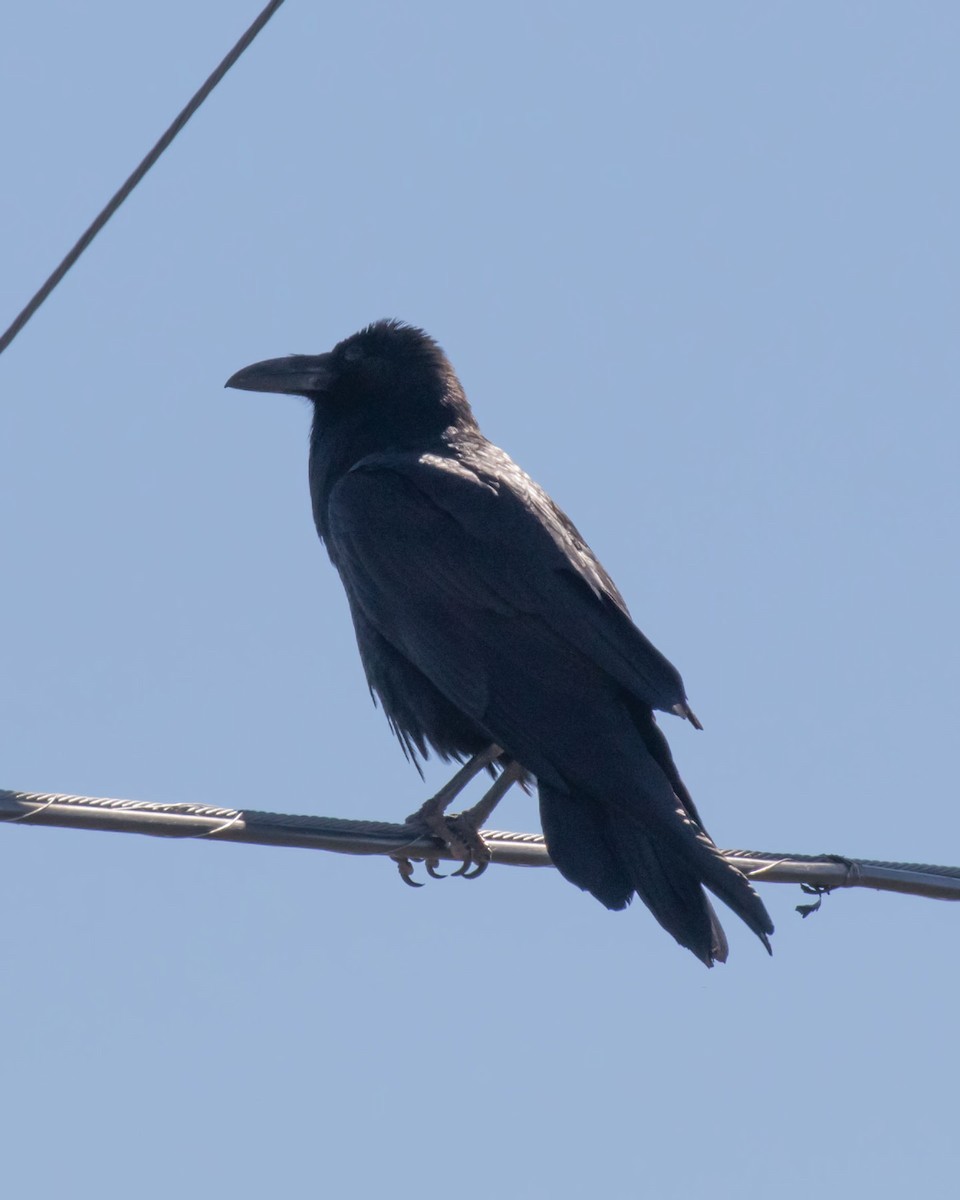 Common Raven - Edward Plumer