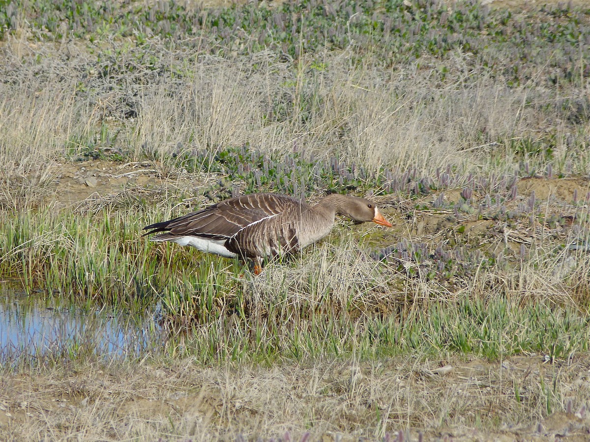 Greater White-fronted Goose - ML411586671