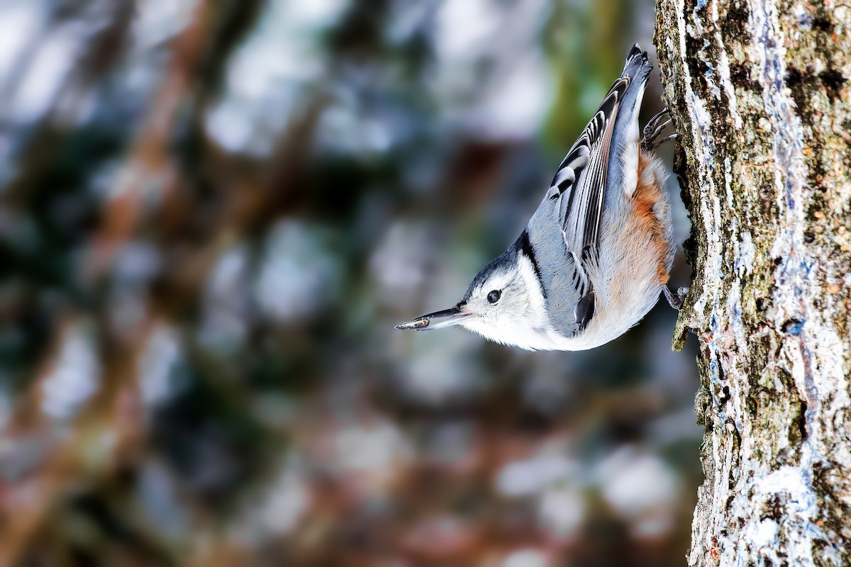 White-breasted Nuthatch - ML411589991