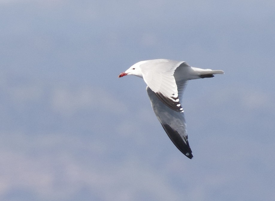 Audouin's Gull - Dave Curtis