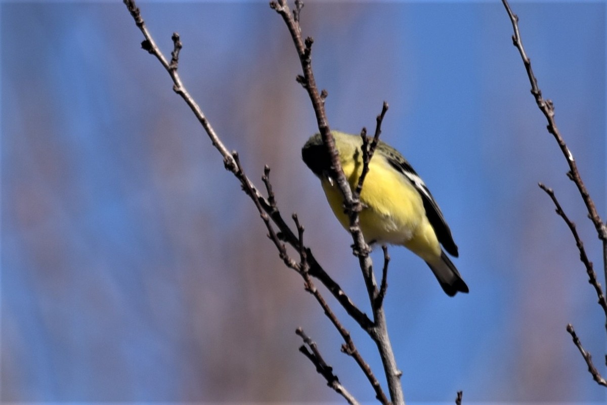 Lesser Goldfinch - Bruce Mast