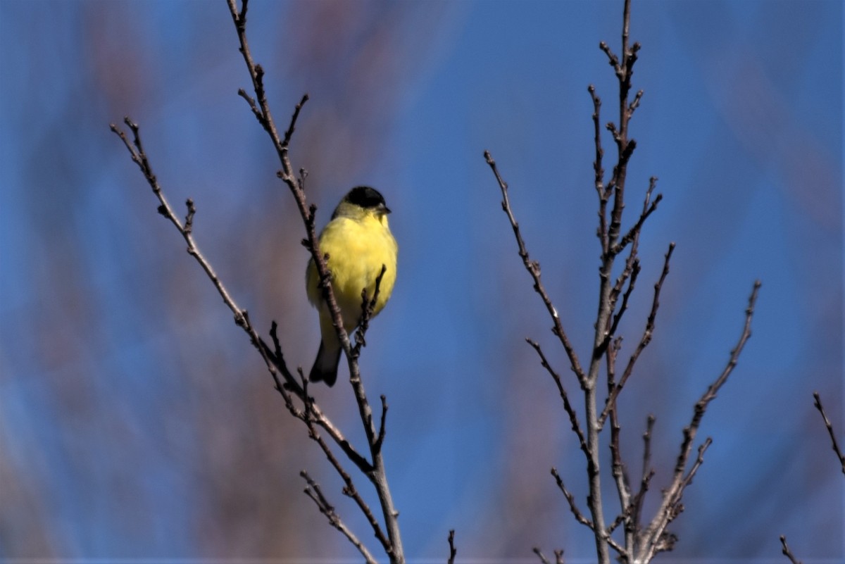 Lesser Goldfinch - Bruce Mast