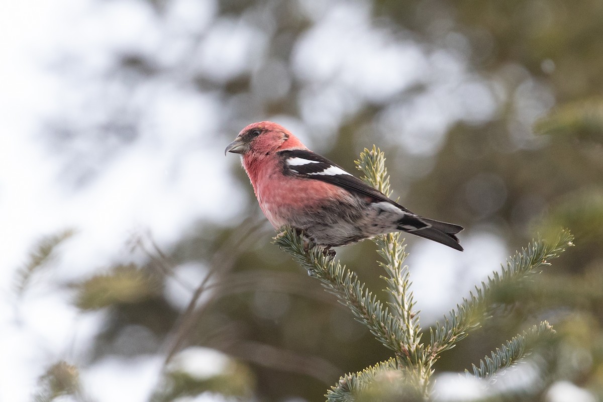 White-winged Crossbill - R M