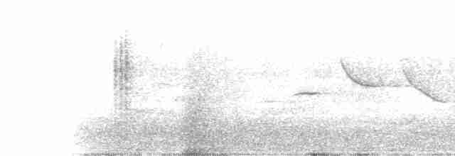kolibřík lesklobřichý - ML411607001