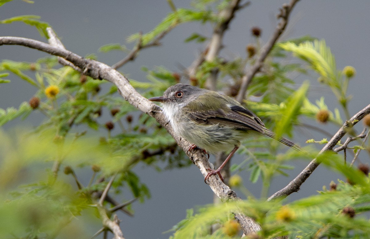 Pearly-vented Tody-Tyrant - ML411609611