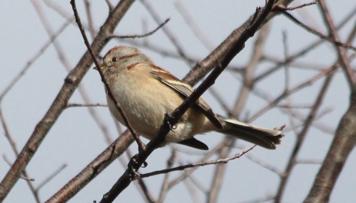 American Tree Sparrow - ML41162021