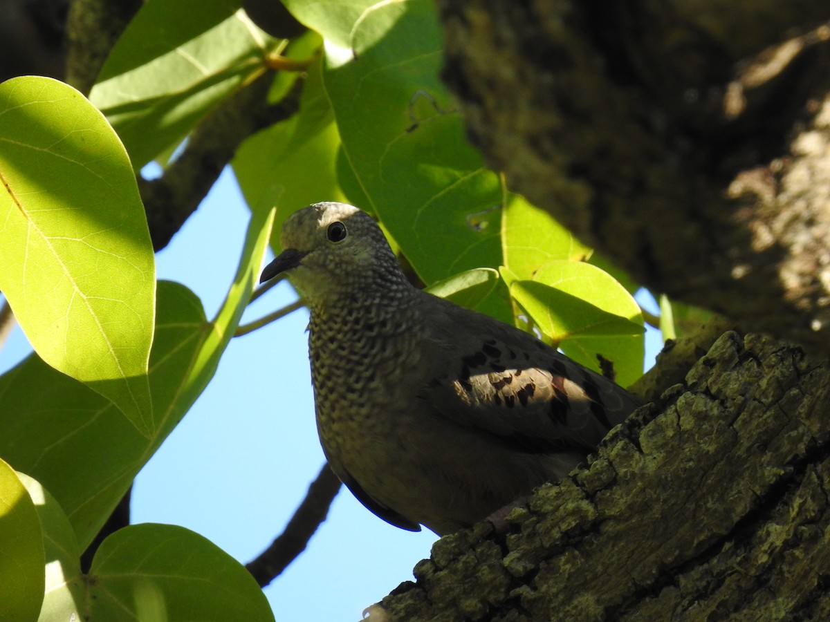 Ebird Caribbean Checklist Jan Pen Nsula La Esperanza