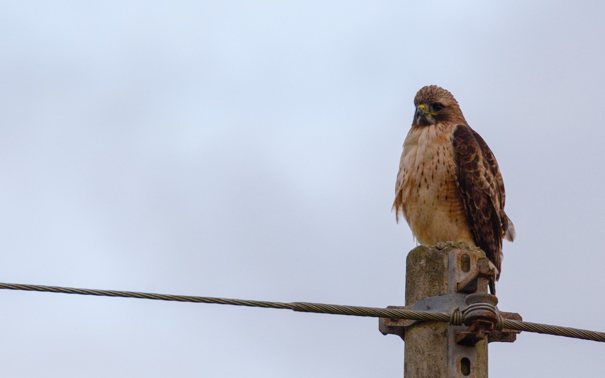 Red-tailed Hawk - ML411622301