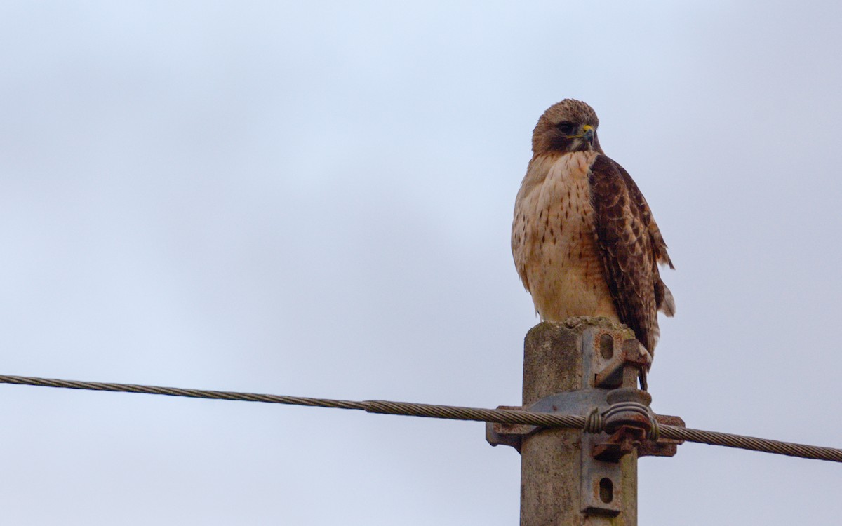 Red-tailed Hawk - ML411622351