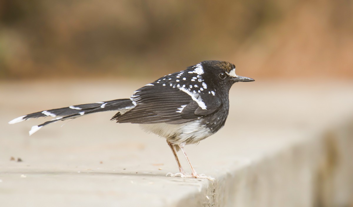 Spotted Forktail - ML411623151
