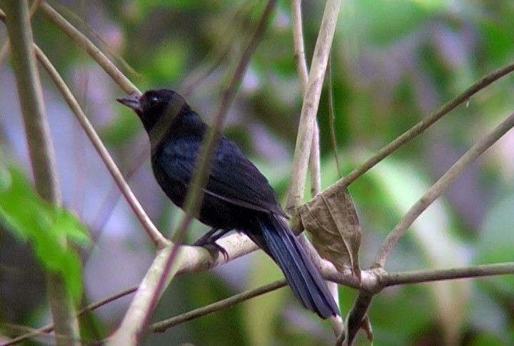 Ruby-crowned Tanager - ML411623181