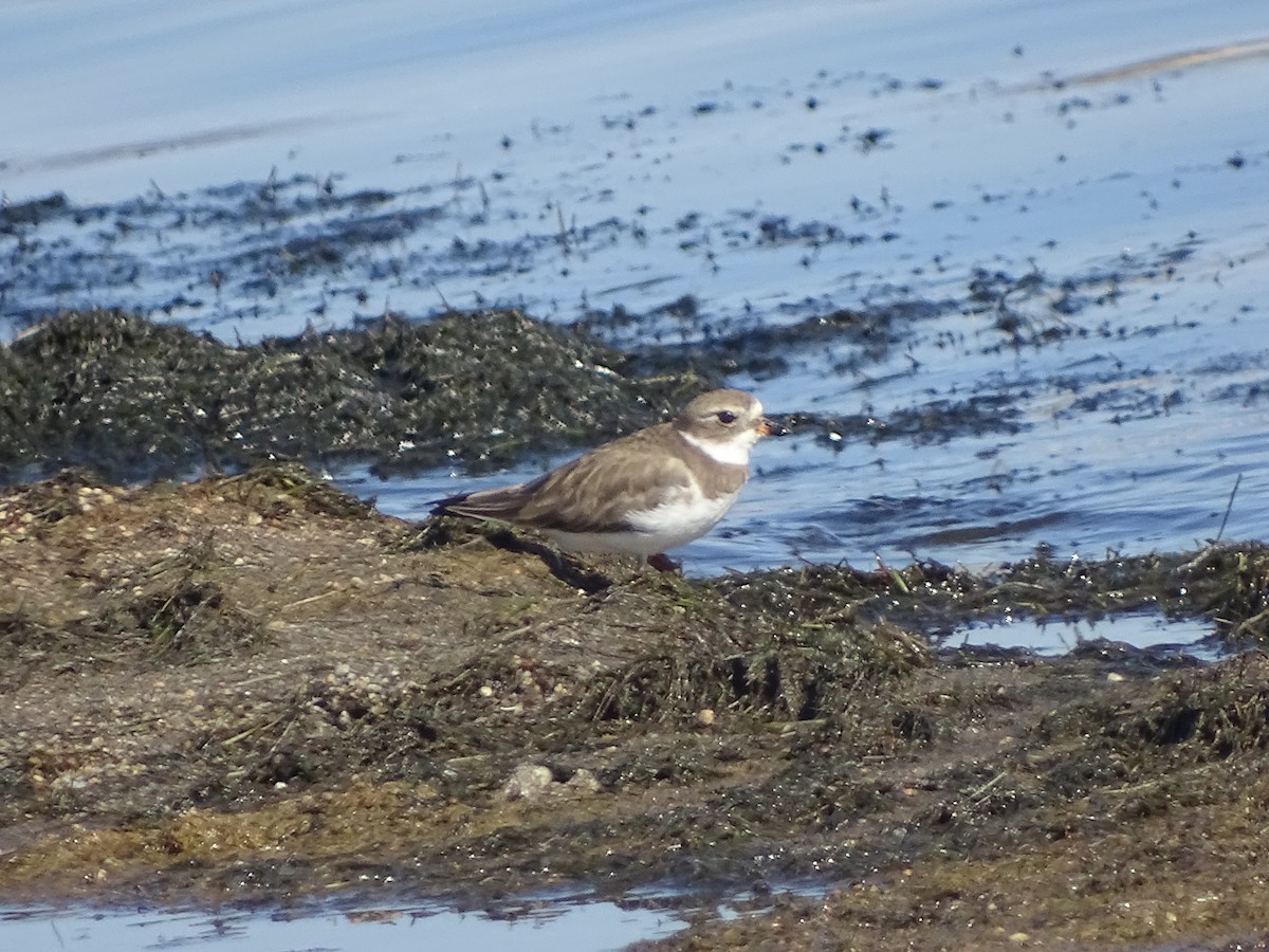 Semipalmated Plover - Yuwei Cui