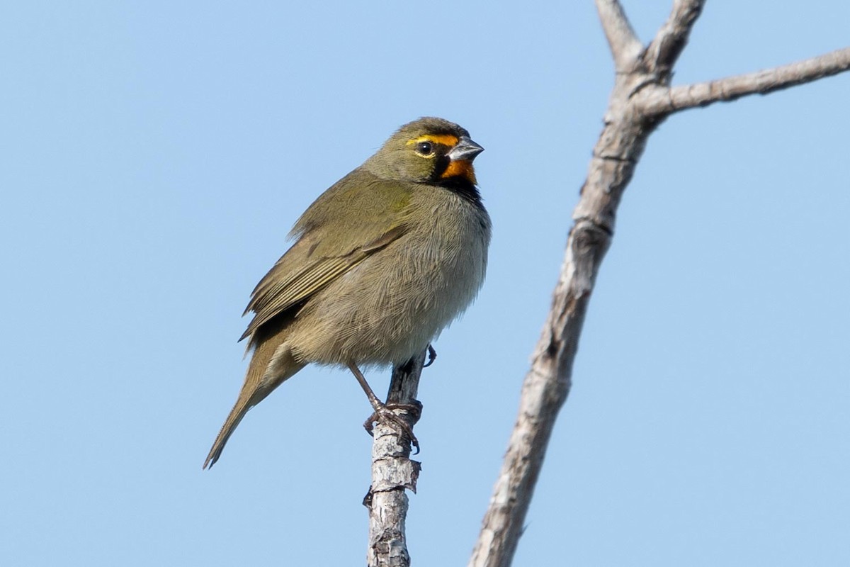 Yellow-faced Grassquit - Marlo Hill