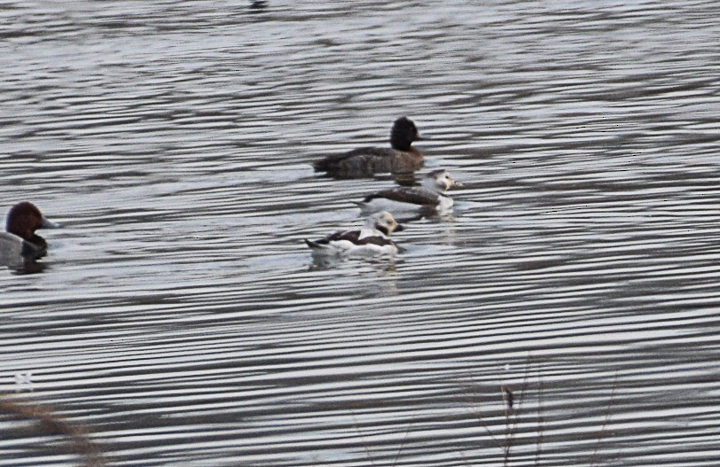 Long-tailed Duck - ML411628181