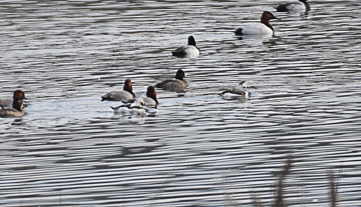 Long-tailed Duck - ML411628211