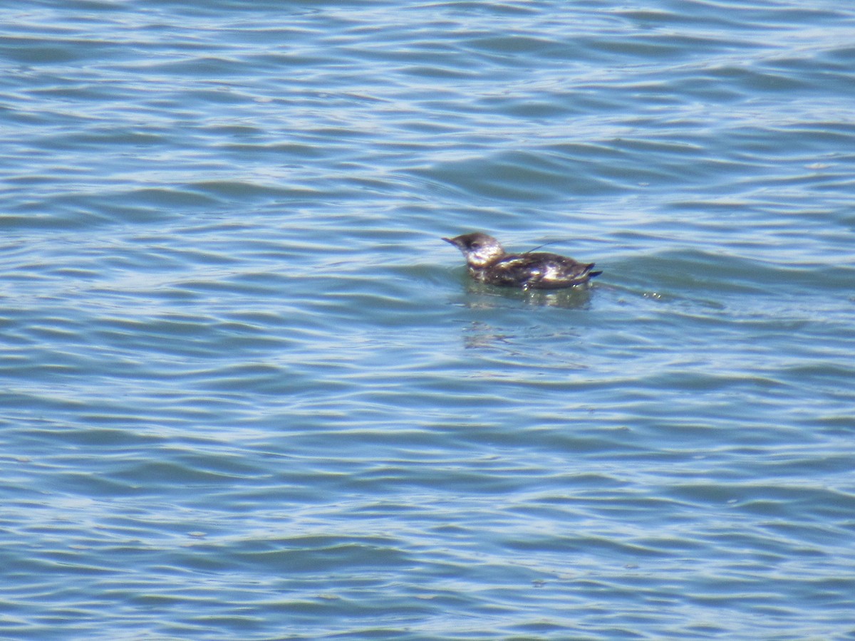 Guillemot marbré - ML411628561