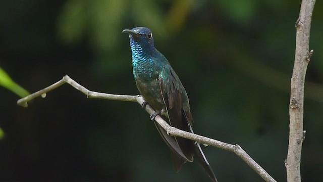 hummingbird sp. - ML411629201