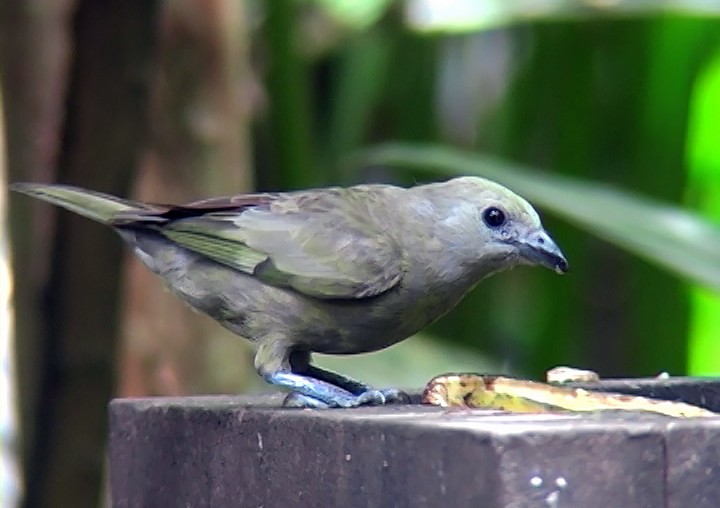 Palm Tanager - ML411636621