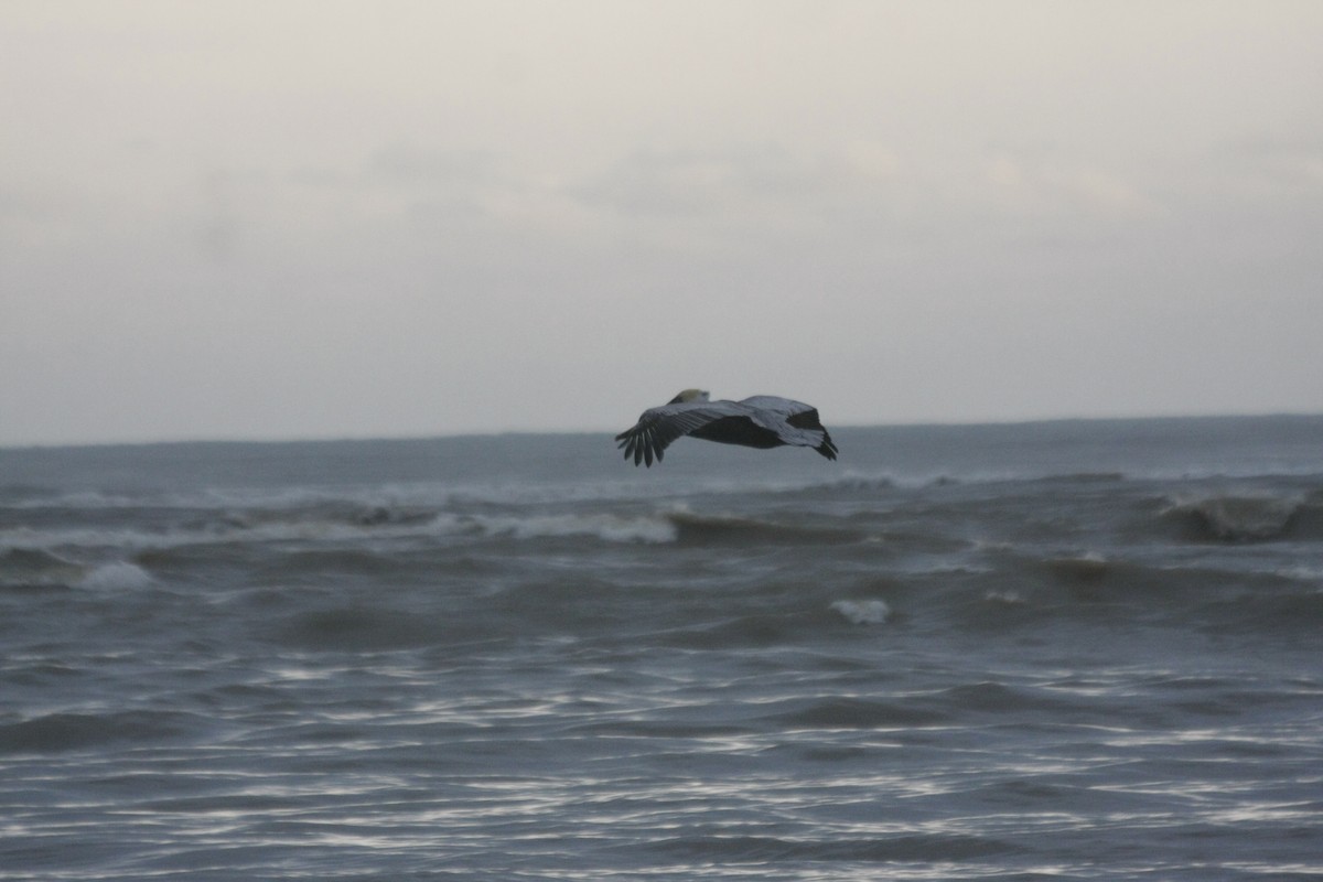 pelikán hnědý - ML411640211