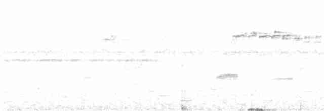 Белогузый колибри - ML411641361