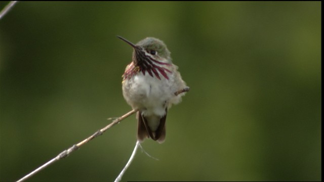 Calliope Hummingbird - ML411642