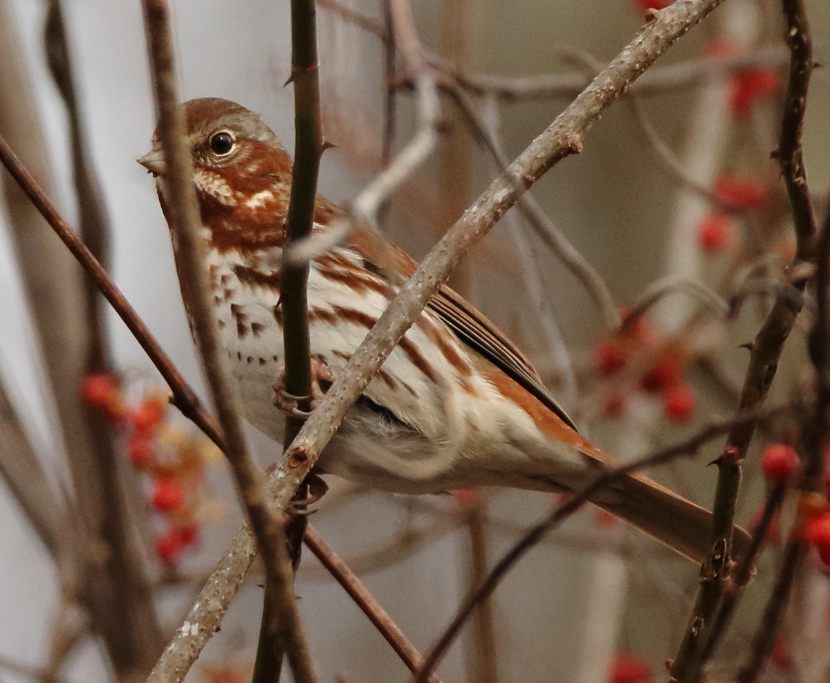Fox Sparrow (Red) - ML411642461