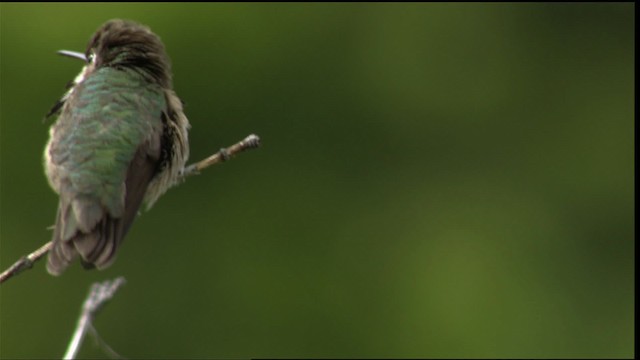 Calliope Hummingbird - ML411644