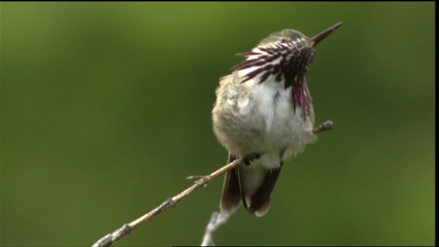 Calliope Hummingbird - ML411646