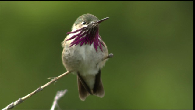 Calliope Hummingbird - ML411648
