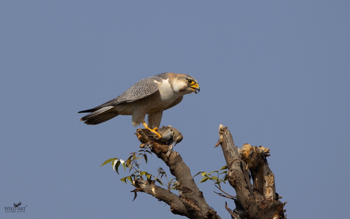 Peregrine Falcon (Red-capped) - ML411648751
