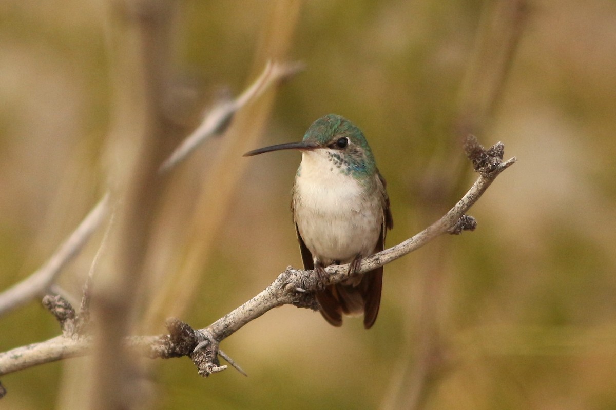 hummingbird sp. - ML411649231