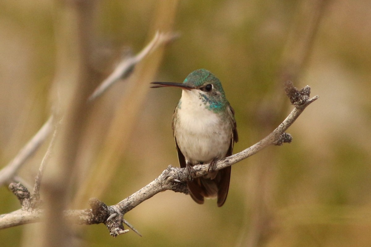 hummingbird sp. - ML411649251
