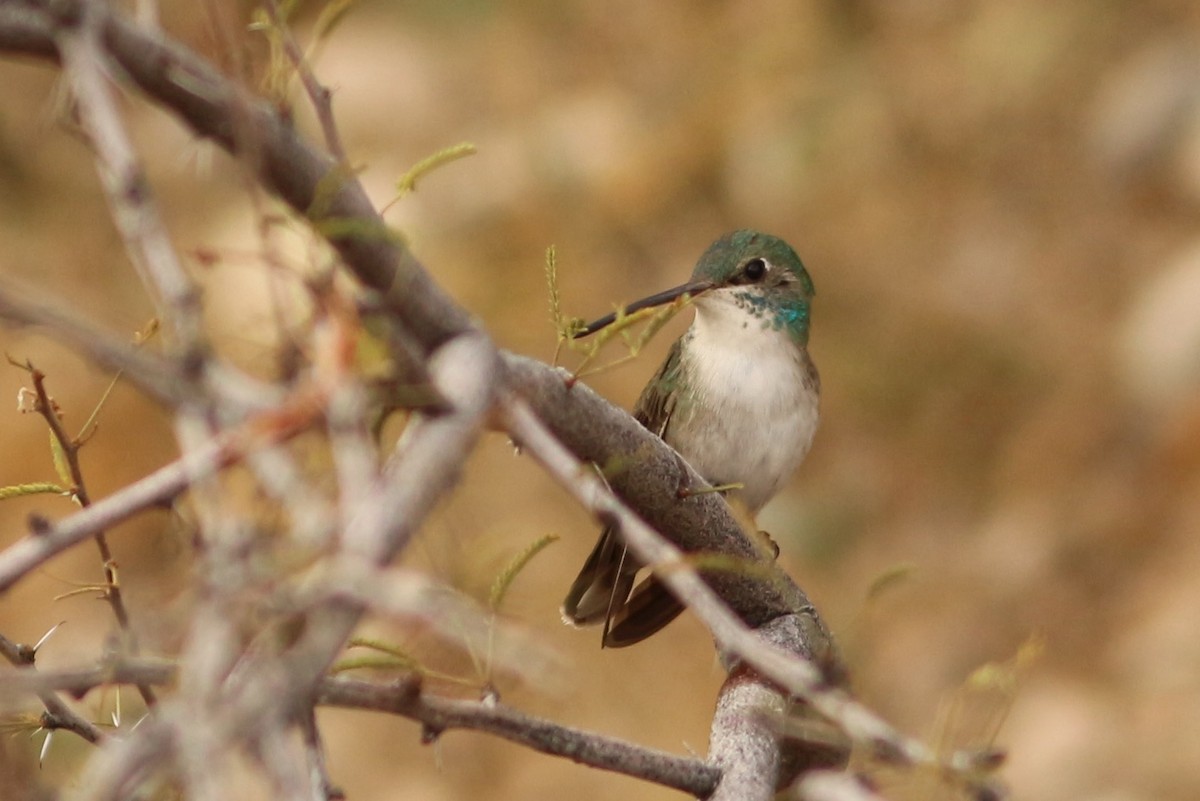 hummingbird sp. - ML411649431