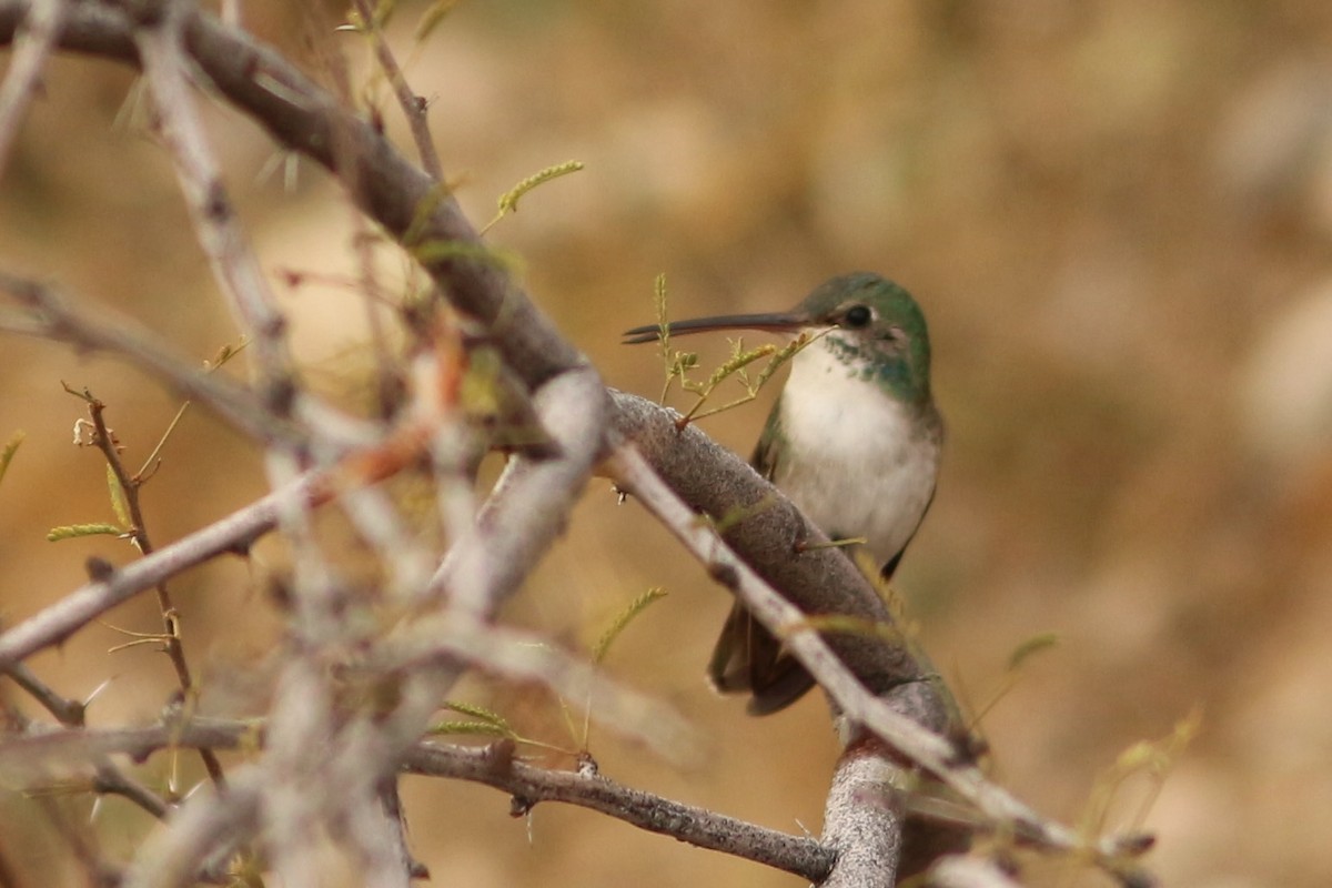 hummingbird sp. - ML411649451