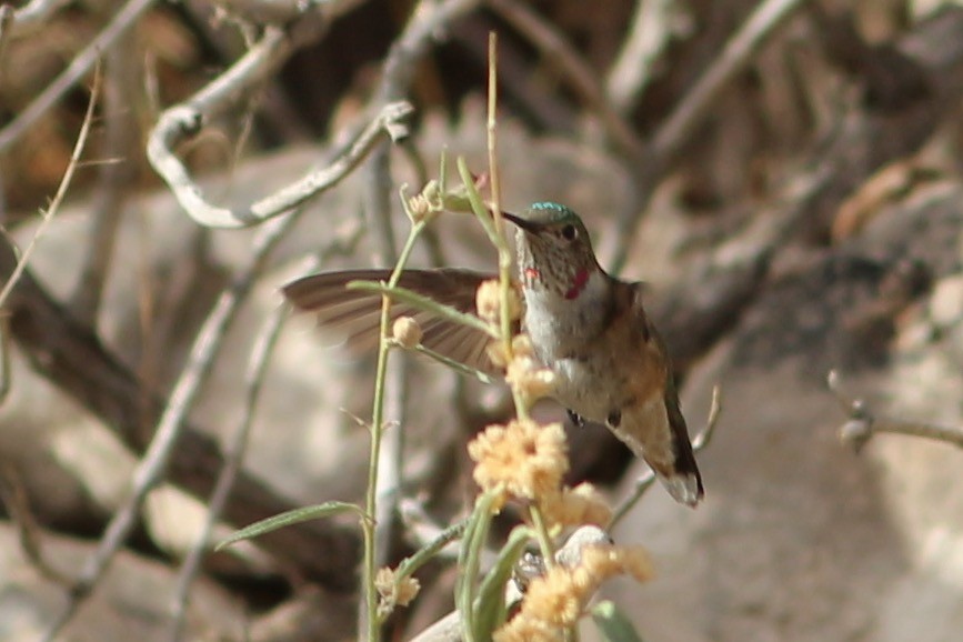 Broad-tailed Hummingbird - ML411649591