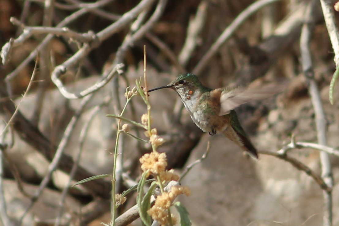 Broad-tailed Hummingbird - ML411649601