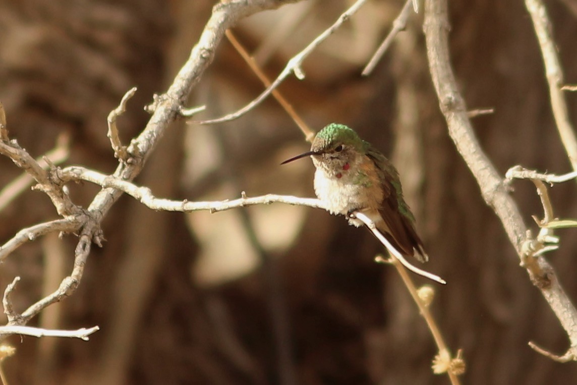 Broad-tailed Hummingbird - ML411649621
